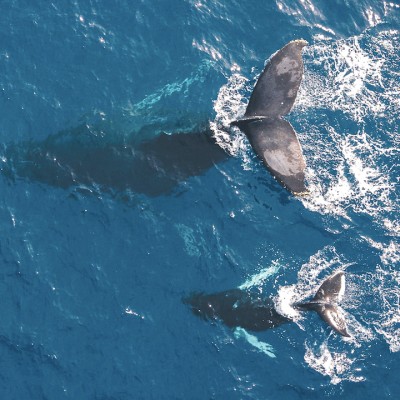 weDo-World-Oceans-Day-pic-1